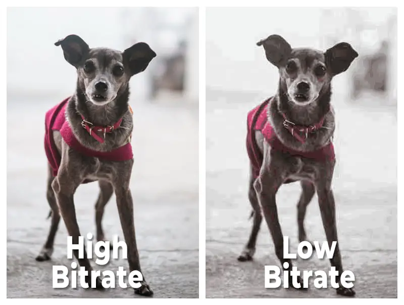 high-bitrate-vs-low-bitrate