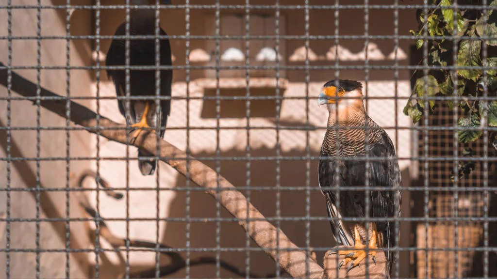 zoo-park-dois-irmaos-2